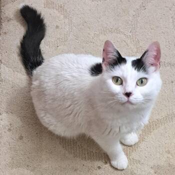 Domestic Short Hair Cats Available for Adoption in Rochester, Minnesota - LOST Snow Is LOST In Zumbrota MN | PetCurious