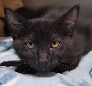 Oggie 2 -  Domestic Short Hair Cat for Adoption in Fort Lupton, Colorado - Oggie 2 | PetCurious