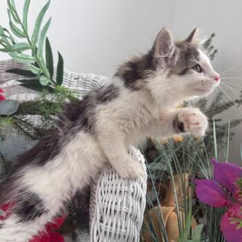Muppy Welly 57480 -  Domestic Long Hair Cat for Adoption in Eaton Rapids, Michigan - Muppy Welly 57480 | PetCurious