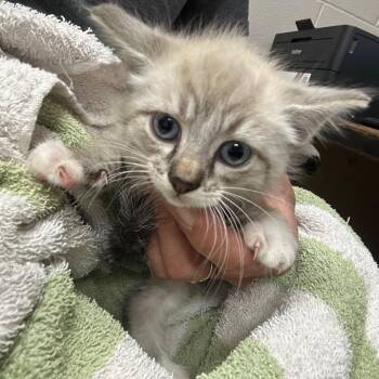 Domestic Short Hair Cats Available for Adoption in Lufkin, Texas - Ash | PetCurious