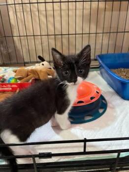 BEN -  Domestic Short Hair Cat for Adoption - BEN | PetCurious