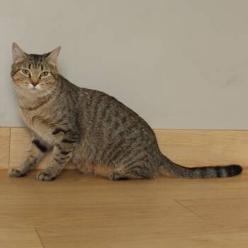 Rescue Domestic Short Hair Cats for Adoption in Minnetonka, Minnesota - Ellie C65520 | PetCurious