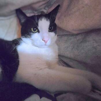 Domestic Short Hair Cats Available for Adoption - Mini Moe | PetCurious