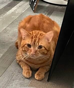 Machi -  Domestic Short Hair Cat for Adoption in St. Cloud, Florida - Machi | PetCurious