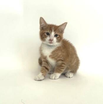 SUNFLOWER -  Domestic Short Hair Cat for Adoption in Brentwood, Missouri - SUNFLOWER | PetCurious