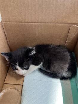 FLUTE -  Domestic Short Hair Cat for Adoption in Dallas, Texas - FLUTE | PetCurious