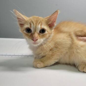 Tapioca -  Domestic Medium Hair Cat for Adoption in Cabot, Arkansas - Tapioca | PetCurious