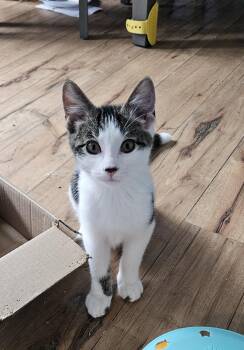 Snap -  Domestic Short Hair Cat for Adoption in Menasha, Wisconsin - Snap | PetCurious