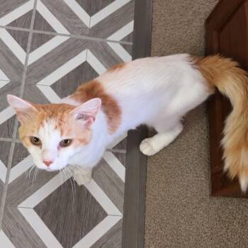 Oscar -  Domestic Medium Hair and Tabby Cat for Adoption in East Amherst, New York - Oscar | PetCurious