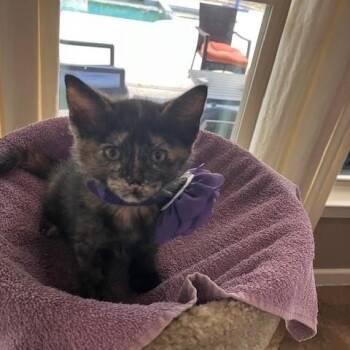 Tortoiseshell Cats Available for Adoption in Houston, Texas - Amy | PetCurious
