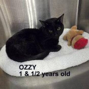 Domestic Short Hair Cats Available for Adoption in Henderson, Nevada - OZZY | PetCurious