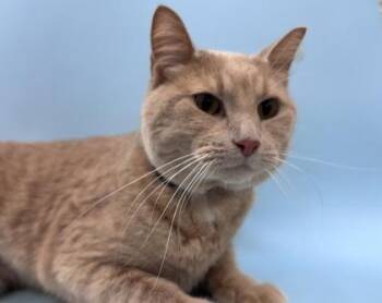 Mango -  Domestic Short Hair Cat for Adoption in Golden Valley, Minnesota - Mango | PetCurious