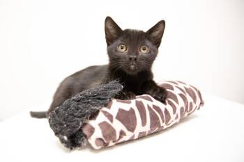 Rescue Domestic Short Hair Cats for Adoption in Montclair, New Jersey - Silk | PetCurious