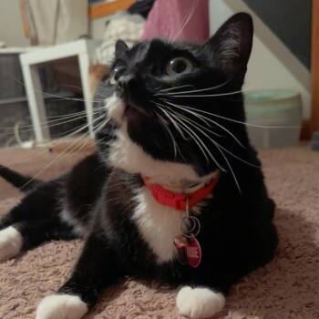 American Shorthair Cats Available for Adoption - Rosie | PetCurious