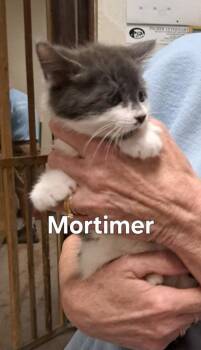 Mortimer -  Domestic Medium Hair Cat for Adoption in Plattsburgh, New York - Mortimer | PetCurious