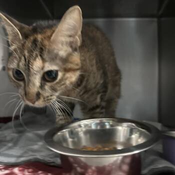 Chyna -  Domestic Short Hair Cat for Adoption in Lakeland, Florida - Chyna | PetCurious