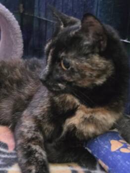 Sally of the Peanuts Gang -  Domestic Short Hair Cat for Adoption in Delmont, Pennsylvania - Sally Of The Peanuts Gang | PetCurious