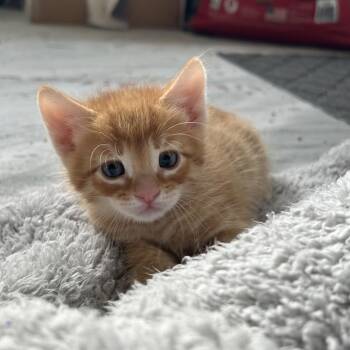 Cheech -  Domestic Short Hair Cat for Adoption in Durango, Colorado - Cheech | PetCurious