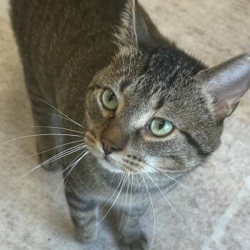 Jordie -  Domestic Short Hair Cat for Adoption in Mokena, Illinois - Jordie | PetCurious