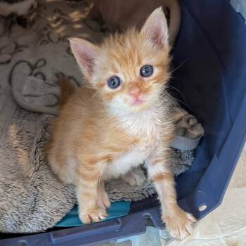 Sam-I-Am -  Domestic Short Hair Cat Available for Adoption in Pompano Beach, Florida - Sam-I-Am | PetCurious