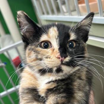 Snickers "Speaker" -  Domestic Short Hair Cat for Adoption in Denver, Colorado - Snickers "Speaker" | PetCurious