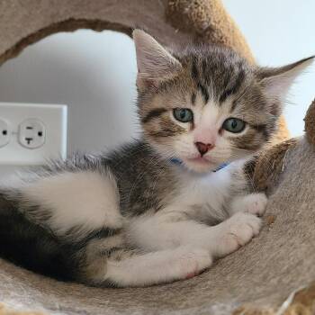 Coral -  Domestic Short Hair Cat for Adoption in Oak Park, Illinois - Coral | PetCurious