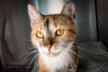 Domestic Short Hair Cats Available for Adoption in Elmwood, Louisiana - Josephine | PetCurious
