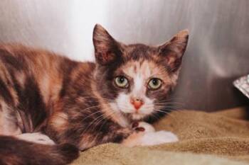 94186a Firecracker -  Domestic Short Hair Cat for Adoption in North Charleston, South Carolina - 94186a Firecracker | PetCurious