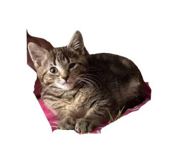 Swedish Meatball (brown collar) -  Domestic Short Hair Cat for Adoption in West Peoria, Illinois - Swedish Meatball (brown Collar) | PetCurious