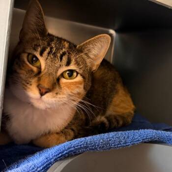 Millie -  Domestic Short Hair Cat for Adoption in Chicago, Illinois - Millie | PetCurious