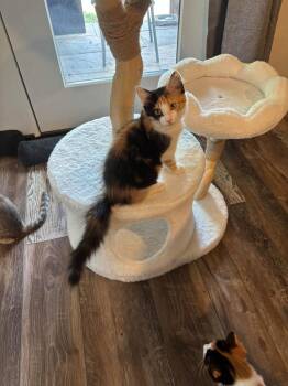 Daffodil -  Domestic Medium Hair Cat for Adoption in Ballwin, Missouri - Daffodil | PetCurious