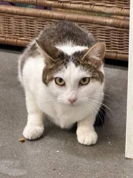 Domestic Short Hair Cats Available for Adoption in West Chester, Pennsylvania - Cry Baby | PetCurious