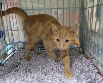 Macie -  Domestic Short Hair Cat for Adoption in Gainesville, Florida - Macie | PetCurious