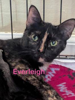 Calico Cats Available for Adoption - EVERLEIGH (Mom) | PetCurious
