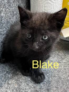 Blake -  Domestic Short Hair Cat for Adoption in Dyersburg, Tennessee - Blake | PetCurious