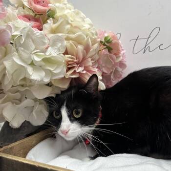 Blossom -  Domestic Short Hair Cat for Adoption in Newberg, Oregon - Blossom | PetCurious