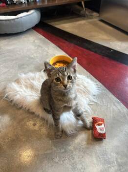 Rescue Tabby and Abyssinian Cats for Adoption in Cincinnati, Ohio - Frittata | PetCurious