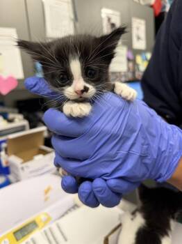 Domestic Short Hair Cats Available for Adoption in Ontario, California - KORA - IN FOSTER | PetCurious