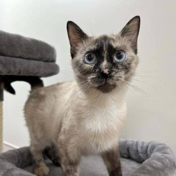 Marzipan -  Domestic Short Hair and Siamese Cat for Adoption in Lyndhurst, Virginia - Marzipan | PetCurious