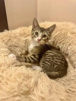 Rescue Domestic Short Hair Cats for Adoption in Columbia, South Carolina - Parker | PetCurious