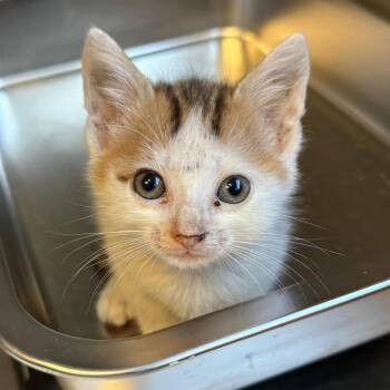 TUSC-Stray-85838_2 -  Domestic Short Hair Cat for Adoption in Tuscaloosa, Alabama - TUSC-Stray-85838_2 | PetCurious