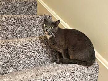 Rescue Domestic Short Hair Cats for Adoption in Pittsburgh, Pennsylvania - Xander | PetCurious