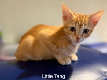 Rescue Domestic Short Hair Cats for Adoption in Knoxville, Tennessee - Tang | PetCurious