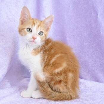 Domestic Short Hair Cats Available for Adoption in Mobile, Alabama - Cheddar | PetCurious
