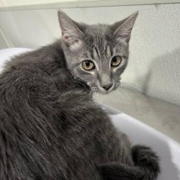 Gary -  Domestic Short Hair Cat for Adoption in Tampa, Florida - Gary | PetCurious