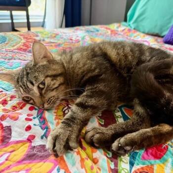 Chard -  Domestic Short Hair Cat for Adoption in Evanston, Illinois - Chard | PetCurious