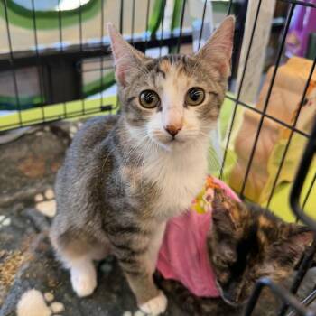Loco -  Domestic Short Hair Cat for Adoption in San Antonio, Texas - Loco | PetCurious