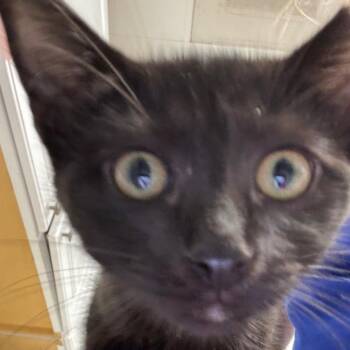 Gumbo -  Domestic Short Hair Cat for Adoption in Greenville, South Carolina - Gumbo | PetCurious
