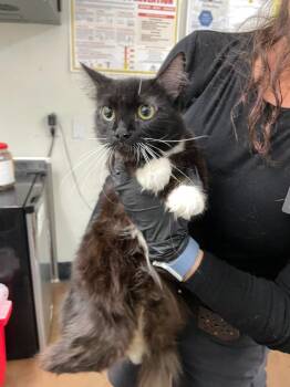 Beetle -  Domestic Medium Hair Cat for Adoption in Chico, California - Beetle | PetCurious