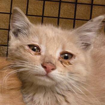 Macaroni -  Domestic Short Hair Cat for Adoption in Grantsville, Utah - Macaroni | PetCurious